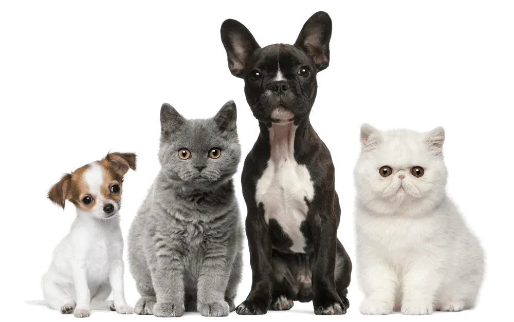 Small Animals
